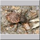 Otiorhynchus raucus - Ruesselkaefer 01 6mm.jpg